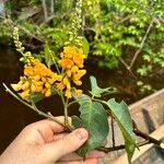 Pterocarpus amazonum Flors