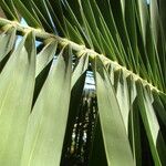 Phoenix canariensis Leaf