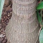 Adonidia merrillii बार्क (छाल)