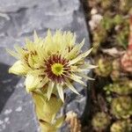 Sempervivum grandiflorum 花