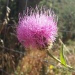 Cirsium altissimum Цветок