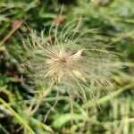 Geum montanumFruit