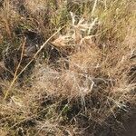 Themeda triandra Fula