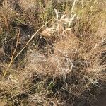 Themeda triandra Flower