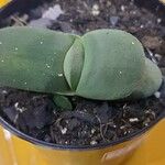 Gasteria glomerata Hoja