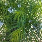 Amsonia ciliata Leaf