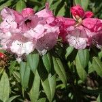 Rhododendron pachytrichum Λουλούδι