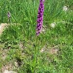 Dactylorhiza elata Habitus