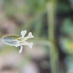 Gypsophila pilosa 花