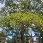 Acacia auriculiformis পাতা