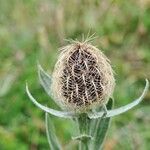 Centaurea uniflora Frutto