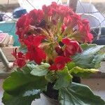 Kalanchoe blossfeldianaFlower