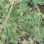 Potentilla supina Leaf