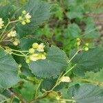 Tilia cordataFlower