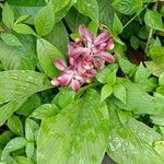 Curcuma aromatica ശീലം