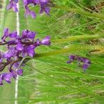 Anacamptis morioFlower