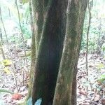Kutchubaea insignis Bark