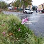 Oenothera lindheimeriKvet