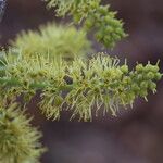 Combretum molle Flower