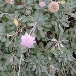 Lomelosia cretica Cvet