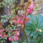 Begonia heracleifolia 花