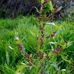 Chenopodium rubrum Hábito