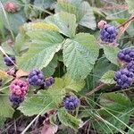 Rubus caesius Gyümölcs