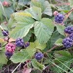 Rubus caesius Fruit