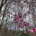 Prunus campanulata Цветок