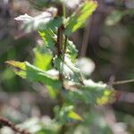 Verbascum blattaria Leaf