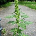 Amaranthus retroflexusŽiedas