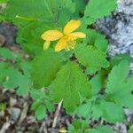 Chelidonium majusBlad