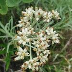 Helichrysum glumaceum Cvet