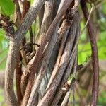 Akebia quinata Bark