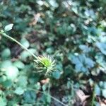 Echinaria capitata Blodyn