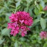 Valeriana lecoqii花