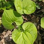 Asarum caudatum Yaprak