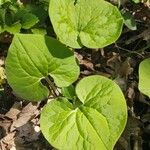 Asarum caudatum ᱥᱟᱠᱟᱢ