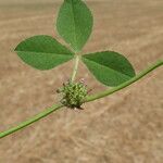 Trifolium glomeratum Листок