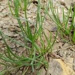 Littorella uniflora Leaf