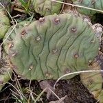 Opuntia humifusa 葉