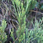 Erica arborescens Staniste