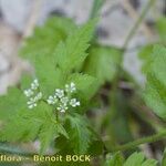 Chaerophyllum nodosum Arall