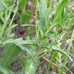 Veronica prostrata 葉