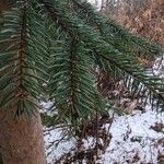 Picea abies Ліст