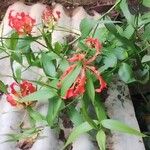 Gloriosa superba Flower