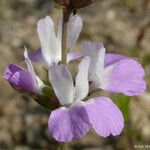 Collinsia bartsiifolia Цвят