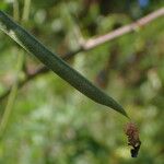 Macroptilium lathyroides Fruit