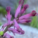 Fumaria densiflora Λουλούδι