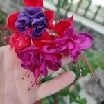 Fuchsia hybrida 花